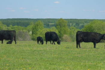 Фотография к новости: В Казахстане расширяют вакцинопрофилактику против опасных заболеваний животных