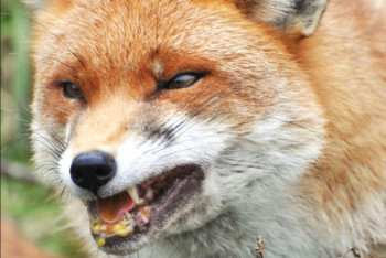 Фотография к новости: Лисы с бешенством напали на людей: будут ли вводиться ограничения?