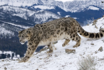 Фотография к новости: На снежного барса установили GPS-ошейник в нацпарке "Алтын-Эмель"