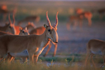 Фотография к новости: Как Казахстан будет контролировать экспорт дериватов сайгака