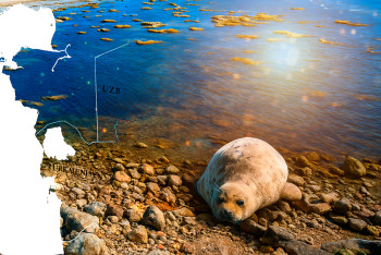 Фотография к новости: Массовая гибель каспийских тюленей в Мангистау продолжается