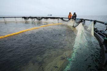 Фотография к новости: В Мангистау запустили первый в ЦА морской рыбный проект