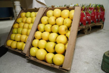 Фотография к новости: Завод по глубокой переработке фруктов и ягод открылся в Туркестанской области