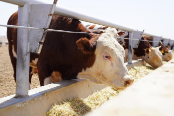 Фотография к новости: Животноводы Казахстана объединились в Союз