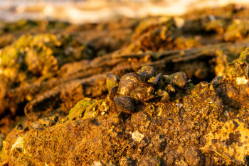 Фотография к новости: 5 жителей области Абай незаконно добывали золото