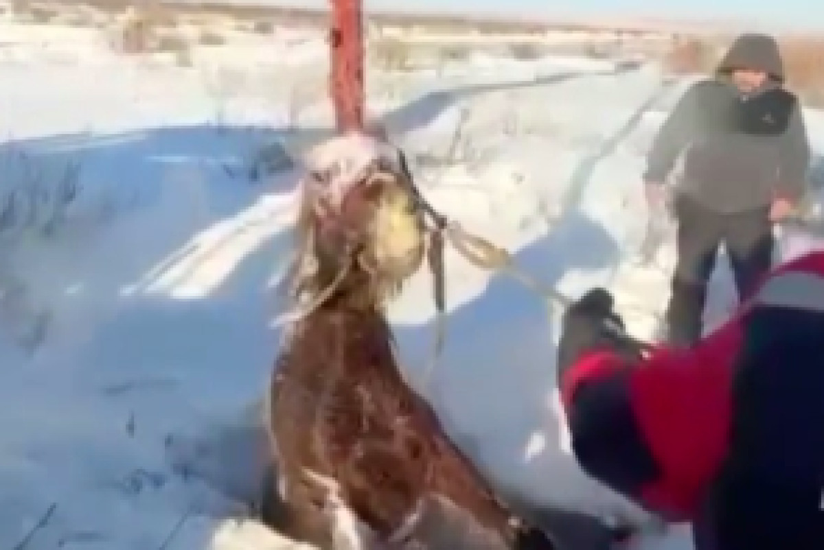  скриншот из видео