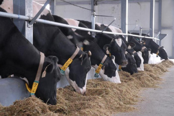 Фотография к новости: Сенатор указал на системные проблемы в животноводстве Казахстана