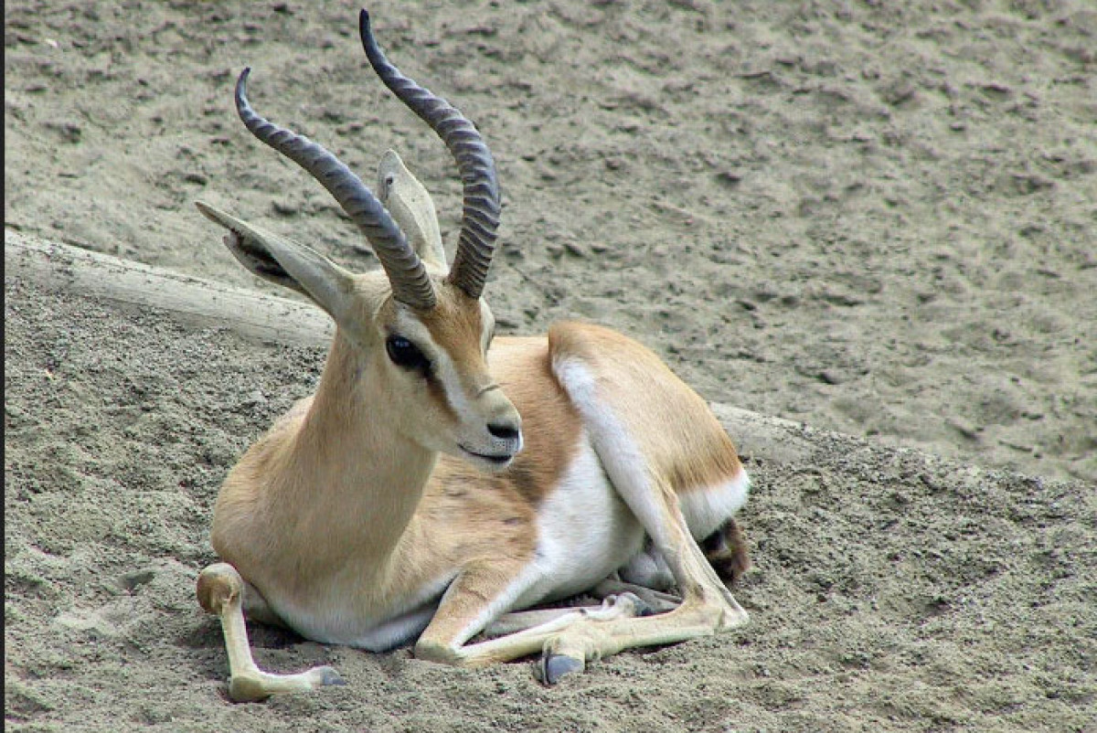  Из открытых источников