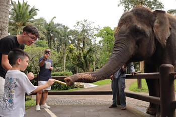 Фотография к новости: На Бали запретили катать туристов на слонах