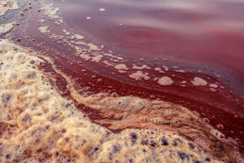 Фотография к новости: Макинский завод оштрафовали за розовую воду в арыках