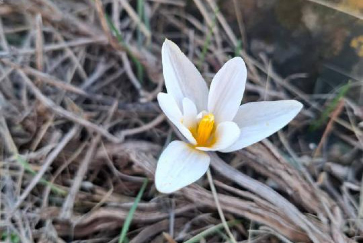  Комитет лесного хозяйства и животного мира