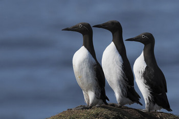 Фотография к новости: В Британии ищут желающих "поработать" на острове без интернета и цивилизации