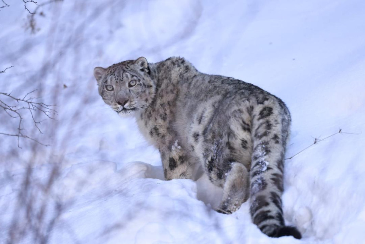  Комитет лесного хозяйства и животного мира