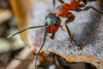 Фотография к новости: Городская жизнь сделала муравьев менее разборчивыми в сладостях