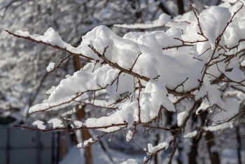 Фотография к новости: В Шымкенте во дворе дома погиб ребенок - на него упала ветка дерева