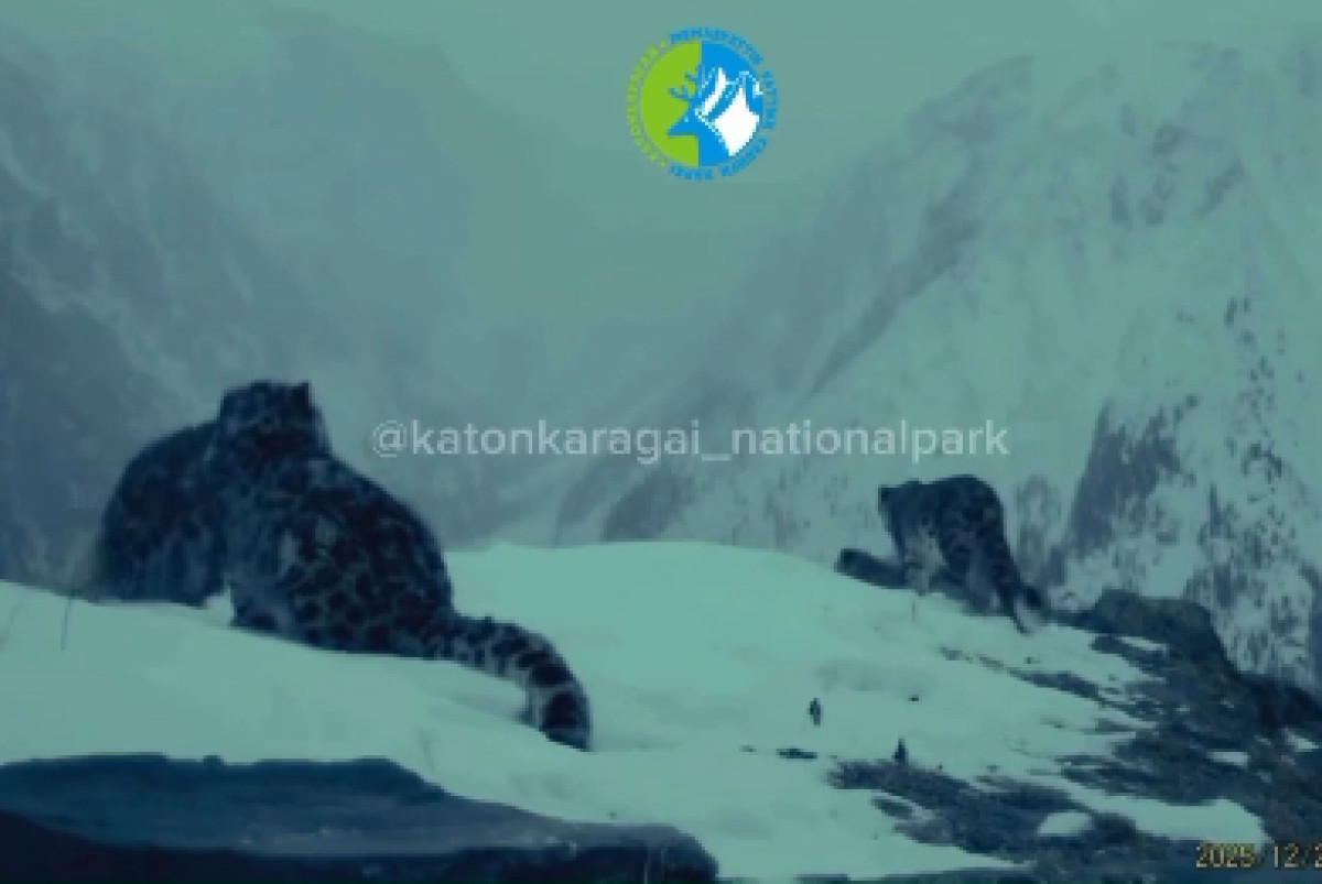  кадр из видеозаписи