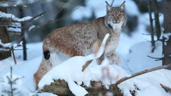 Фотография к новости: После наезда авто раненая рысь появилась в поселке Азат