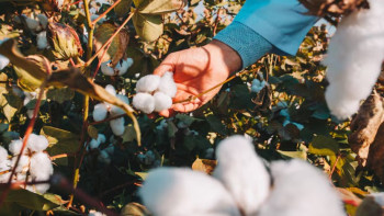 Фотография к новости: Казахстан собрал рекордный урожай хлопка за 21 год