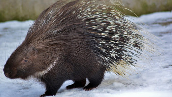 Фотография к новости: В нацпарке «Иле Алатау» фотоловушка сняла редких индийских дикобразов