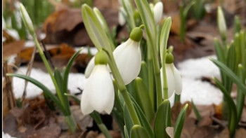 Фотография к новости: В ботаническом саду Алматы распустились первые подснежники