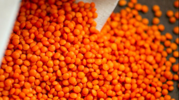 Фотография к новости: Казахстан занял 6-е место в мире по экспорту чечевицы