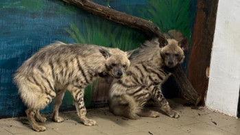 Фотография к новости: Редкие африканские хищники поселились в Караганде