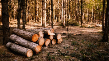 Фотография к новости: Лес рубили, отчёты подделывали: в СКО вскрыли нарушения в защите госфонда