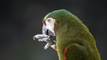 Фотография к новости: Дикие попугаи освоили синтаксис: их песни подчиняются "правилам языка"