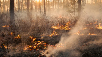 Фотография к новости: Лесники Костанайской области ответят за миллионный ущерб и скрытые пожары