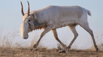 Фотография к новости: В Казахстане усиливают контроль за сайгаками и их рогами