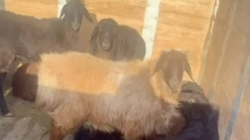 Фотография к новости: Кража скота: 613 голов провозили без документов в Туркестанской области