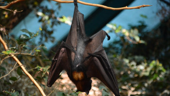 Фотография к новости: У летучих мышей в Индонезии обнаружены антитела к вирусу Нипах