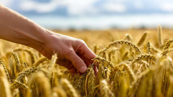 Фотография к новости: Минсельхоз РК намерен сократить площадь посева пшеницы и нарастить кукурузу