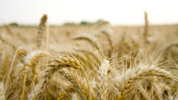 Фотография к новости: В Мангистауской области произвели сельскохозяйственной продукции на 44,1 млрд тенге