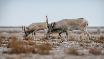 Фотография к новости: Массовый заход сайгаков в населённые пункты объяснили учёные