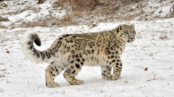 Фотография к новости: В Алматинском заповеднике сняли на видео игривых детёнышей снежного барса