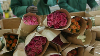 Фотография к новости: Казахстан сократил импорт цветов, но при этом потратил более $77 млн