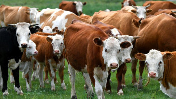 Фотография к новости: Казахстан и Монголия планируют расширить сотрудничество в сельском хозяйстве