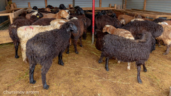 Фотография к новости: В столице обнаружили подпольный цех по переработке мяса