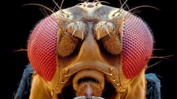 Фотография к новости: Эффект мухи: Ученые назвали возможным перенос человеческого сознания в цифровую симуляцию