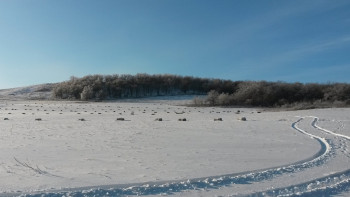 Фотография к новости: Спасатели нашли пропавшего жителя Костанайской области по следам на сугробах