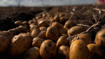 Фотография к новости: Фермеры Казахстана назвали справедливую цену на картофель