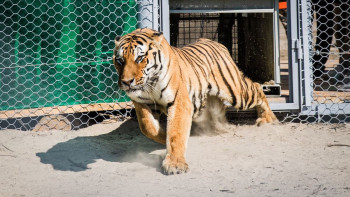 Фотография к новости: Казахстан усиливает программу по восстановлению туранского тигра