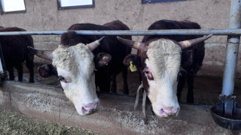 Фотография к новости: МВД вернуло хозяевам 500 голов украденного скота