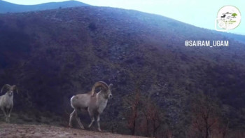 Фотография к новости: Краснокнижного каратауского архара зафиксировала фотоловушка в Туркестанской области