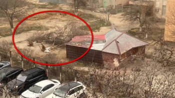 Фотография к новости: Жители Актау возмущены массовой вырубкой деревьев в одном из микрорайонов