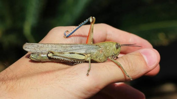 Фотография к новости: Казахстан и Россия усилят борьбу с саранчой на границе