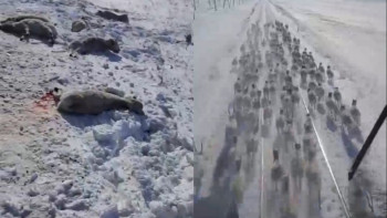 Фотография к новости: В сети обсуждают гибель сайгаков под поездом