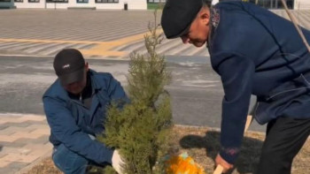 Фотография к новости: Родители высадили саженцы во дворах школ Кызылорды