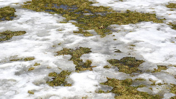 Фотография к новости: Интенсивное таяние снега ожидается в нескольких регионах